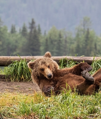 Картинка: Медведь, бурый, лапы, лежит, на спине, бревно, лес, деревья, трава