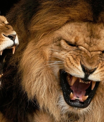 Картинка: Лев, львица, пасть, клыки, рык, оскал, хищник
