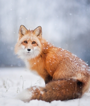 Картинка: Лиса, морда, глаза, уши, рыжая, пушистая, снежинки, снег, зима