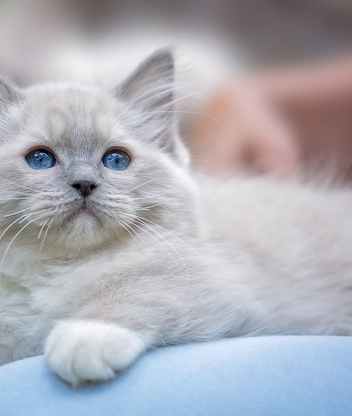 Image: Kitten, blue-eyed, lies, little
