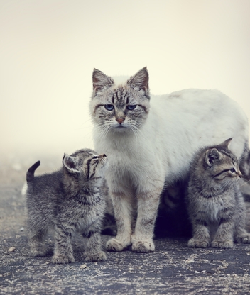Картинка: Кошка, мама, котята, малыши