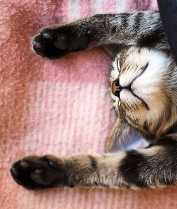Картинка: Кошка, морда, спит, лапы, вверх, одеяло