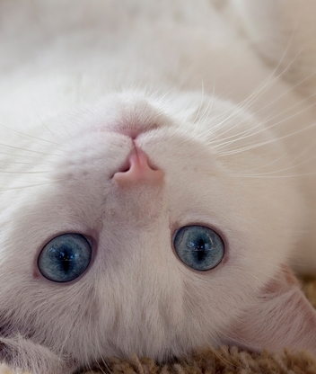 Картинка: Кот, белый, лежит, ковёр, на спине, вверх, взгляд, глаза, голубые, ушки