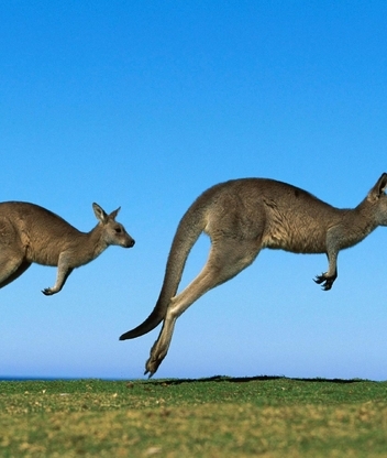 Image: Kangaroo, jumping, field, sky, horizon