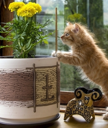 Image: Kitten, small, red, fluffy, flower, plant, planter, flower pot, figurine, window, curious
