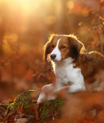 Картинка: Собака, пёс, лежит, лес, осень, холм, мох, листья