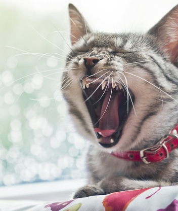 Image: Cat, snout, yawns, collar
