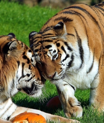 Картинка: Тигры, толстая, хищники, кошки, еда, трава, пара, обнимаются, солнечный день