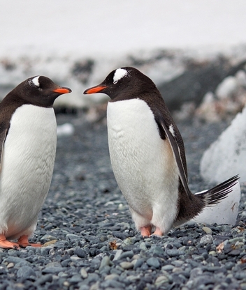 Image: Birds, penguins, couple, sleep, pebbles, snow