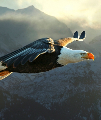 Картинка: Орлан, белоголовый, полёт, крылья, перья, горы, небо, туман, свет