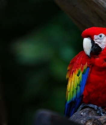 Картинка: Птица, попугай, красный, оперение, перья, клюв, сидит