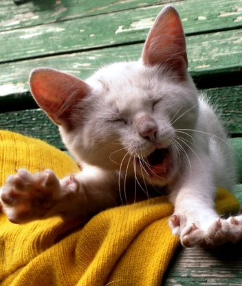 Image: Cat, kitten, white, yawns, stretches
