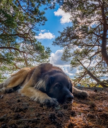 Картинка: Собака, лежит, природа, деревья, небо, облака
