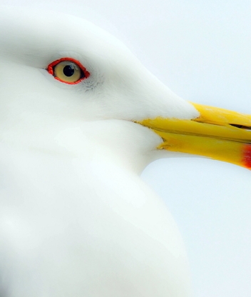 Картинка: Чайка, белая, глаз, клюв, птица