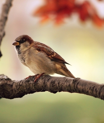 Image: Bird, sparrow, feathers, sitting, branch, blur, autumn