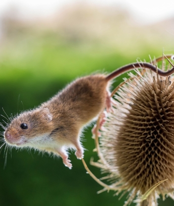 Image: Field mouse, mouse, plant, two, blurred background