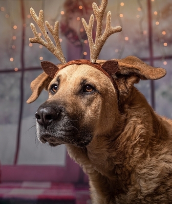 Картинка: Собака, костюм, рога оленя, праздник, огни, окно