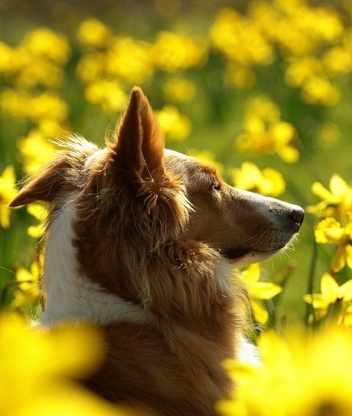 Картинка: Рыжая, собака, поле, цветы, жёлтые, солнце