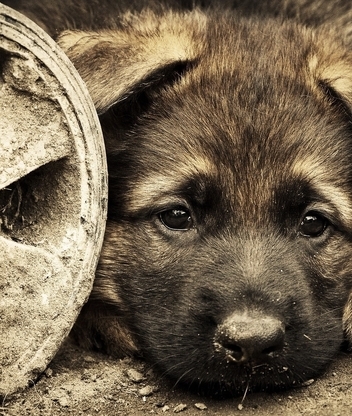 Image: Puppy, dog, look, eyes, sadness, wheel