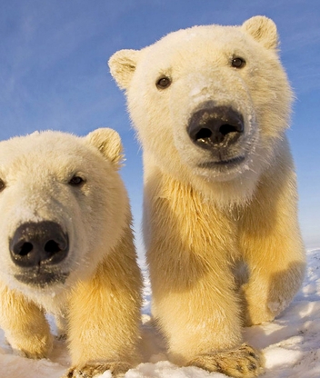 Image: Bear, white, pair, snow