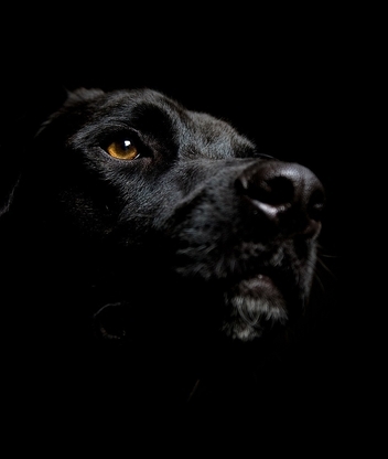 Image: Labrador, dog, black, background, snout, nose