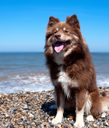 Картинка: Собака, высунутый язык, сидит, берег, камни, море, вода, горизонт, небо, солнечные лучи