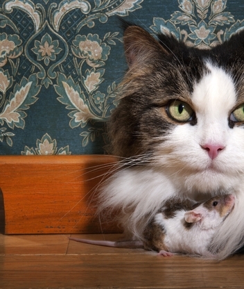 Картинка: Кошка, пушистая, мордочка, мышка, двое, сидят, норка, стена, узор