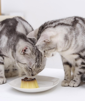Image: Cat, two, eating, jelly, plate, table