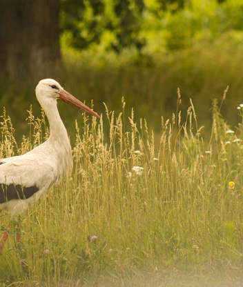 Image: Bird, stork, grass, tree