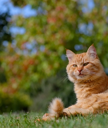 Картинка: Кот, рыжий, морда, лежит, трава, солнце, отдых