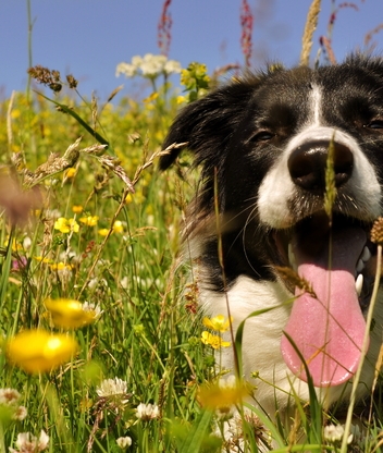 Картинка: Собака, язык, жарко, трава, поле, цветы, лежит, лето