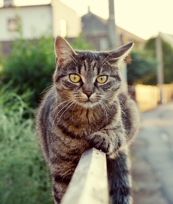 Image: Cat, lying, fence, street