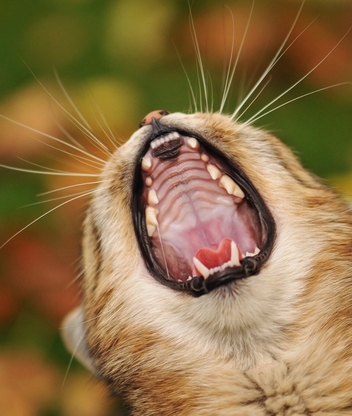 Image: Cat, yawns, jaws, mustache