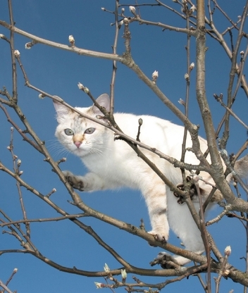 Картинка: Кошка, белая, дерево, верба, почки, небо, высота