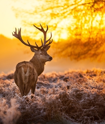 Image: Deer, horns, wild, forest, sunset, nature