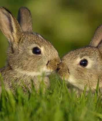 Image: Hares, Love, Family