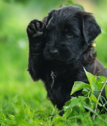 Image: Puppy, dog, muzzle, black, color, foot, greens, grass, summer
