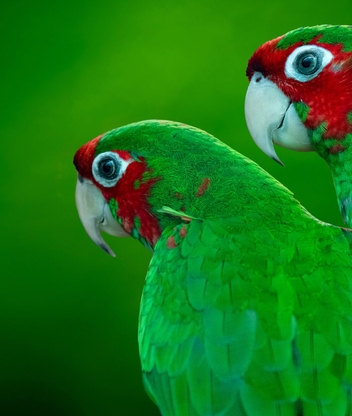 Картинка: Попугаи, пара, зелёные, краснощёкие