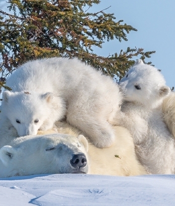 Картинка: зима, медведи, белые, животные