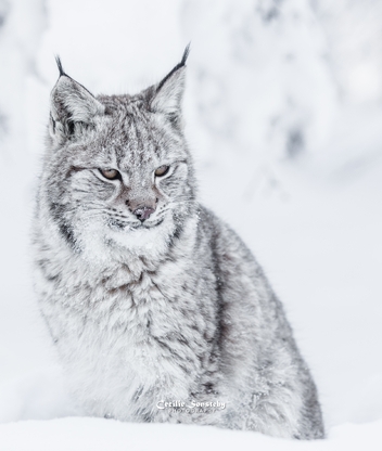Картинка: Рысь, кошка, хищник, зима, снег, photography, Cecilie Sønsteby