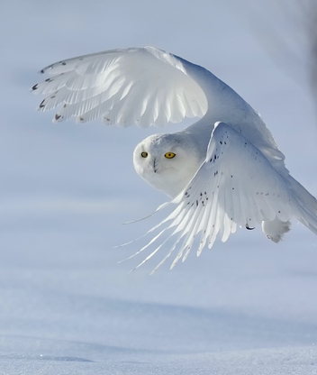 Картинка: Белая сова, зима, снег, птица, полярная сова, крылья