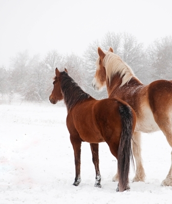 Картинка: Лошадь, зима, снег, пара