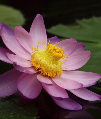 Image: Flower, Lotus, pink, leaves, water