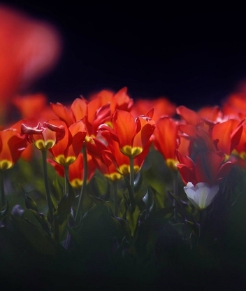 Image: Tulips, flowers, red, stems, leaves, blur