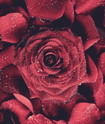 Image: Rose, red, petals, drops, water