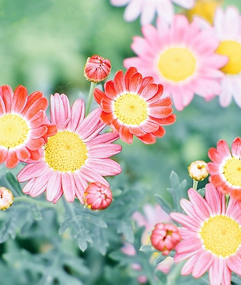 Image: Daisies, flowers, petals