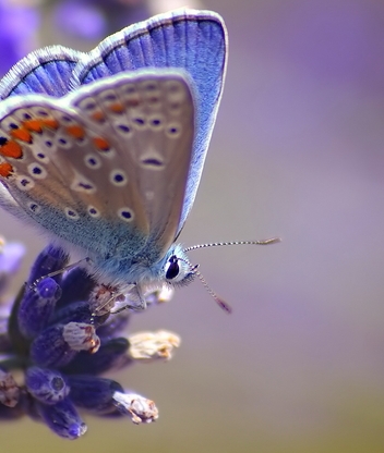 Image: butterfly, blue butterfly, blue flowers, nature