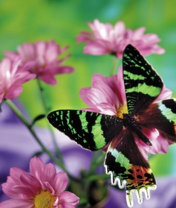 Картинка: Бабочка, цветы, размытость