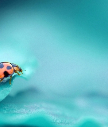 Image: Ladybug, spots, macro, turquoise background