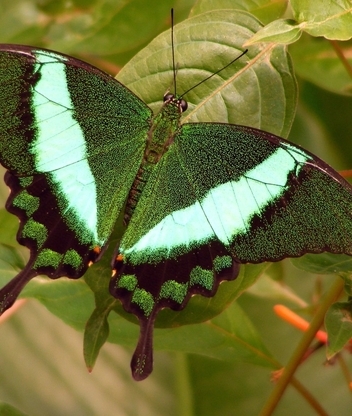 Картинка: бабочка, зелёная бабочка, природа, листья, дерево